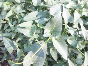 Kangkung Tumbuh Lebat di Pekarangan Warga Indramayu, Padahal Tanpa Ditanam Langsung