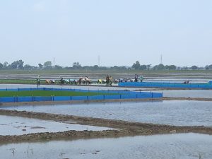Musim Tandur Kedua Dimulai, Semangat Petani Telagasari Kecamatan Lelea Mulai Turun Ke Sawah