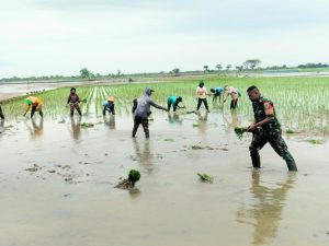 Semangat Tumbuh di Sawah: Ketulusan Bhabinsa Jadi Inspirasi Bagi Petani Desa Sambimaya