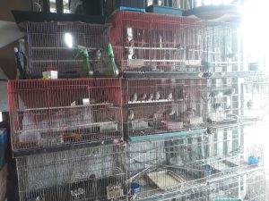 Burung Crukcuk, Si Merdu dari Halaman Rumah: Prospek Cerah di Pedagang Burung Lokal