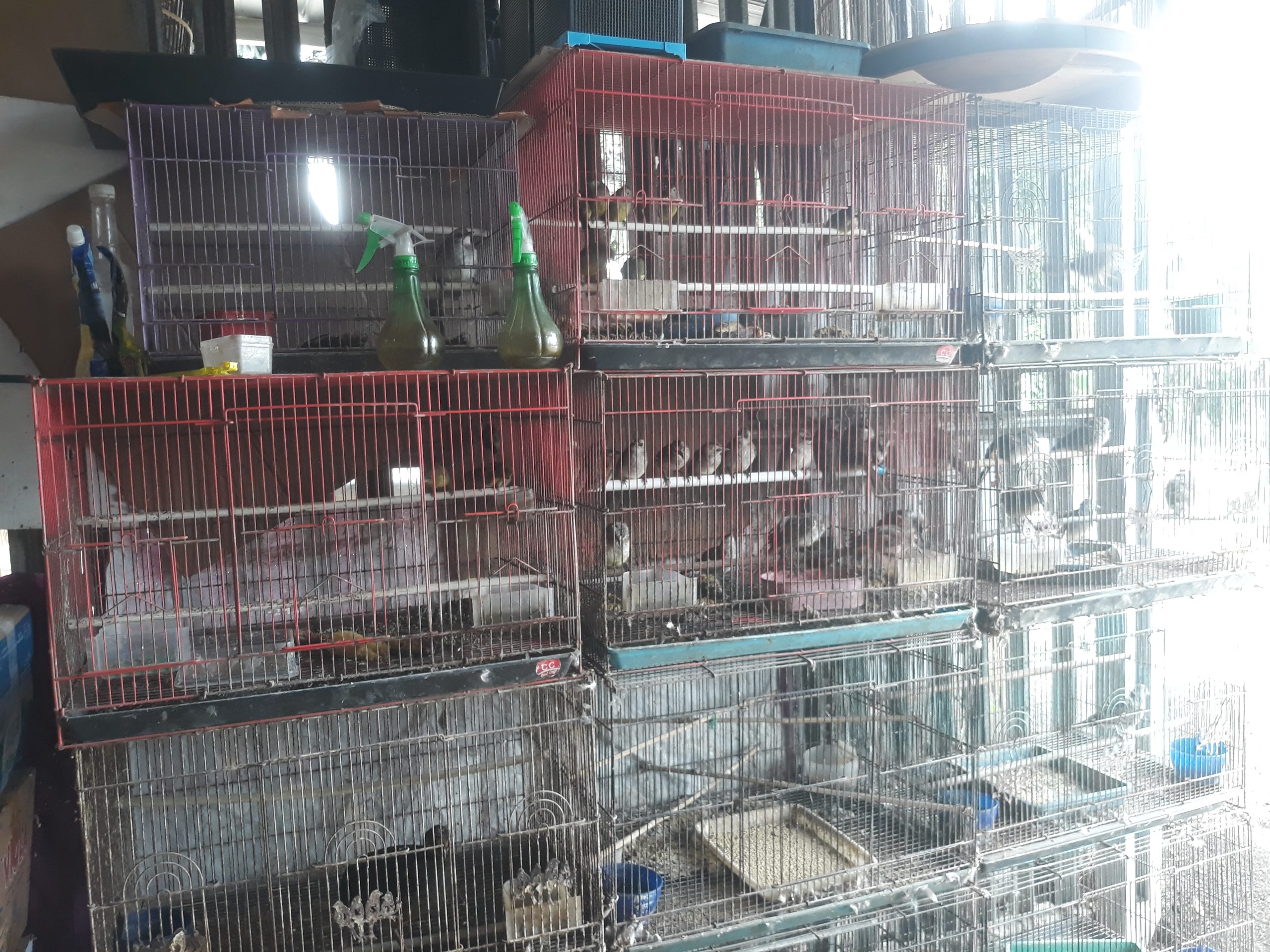 Burung Crukcuk, Si Merdu dari Halaman Rumah: Prospek Cerah di Pedagang Burung Lokal