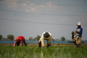 Indramayu Luncurkan Brigade Pangan Cendekia Bersama ICMI, Dorong Swasembada dan Regenerasi Petani