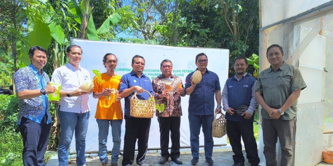 Kelompok “Bumi Petani Muda” Desa Majasih Gelar Panen Raya Melon Hidroponik