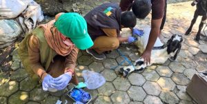 DKPP Indramayu Gelar Layanan Kesehatan Hewan di Tiga Lokasi: Operasi Hernia pada Hewan Kambing Dilakukan