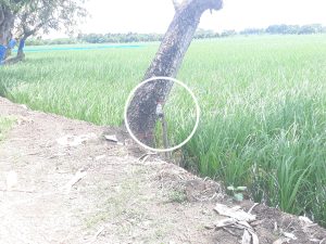 Petani Desa Sambimaya Indramayu, Pasang Jebakan Listrik untuk Tikus: Efektif tapi Berisiko