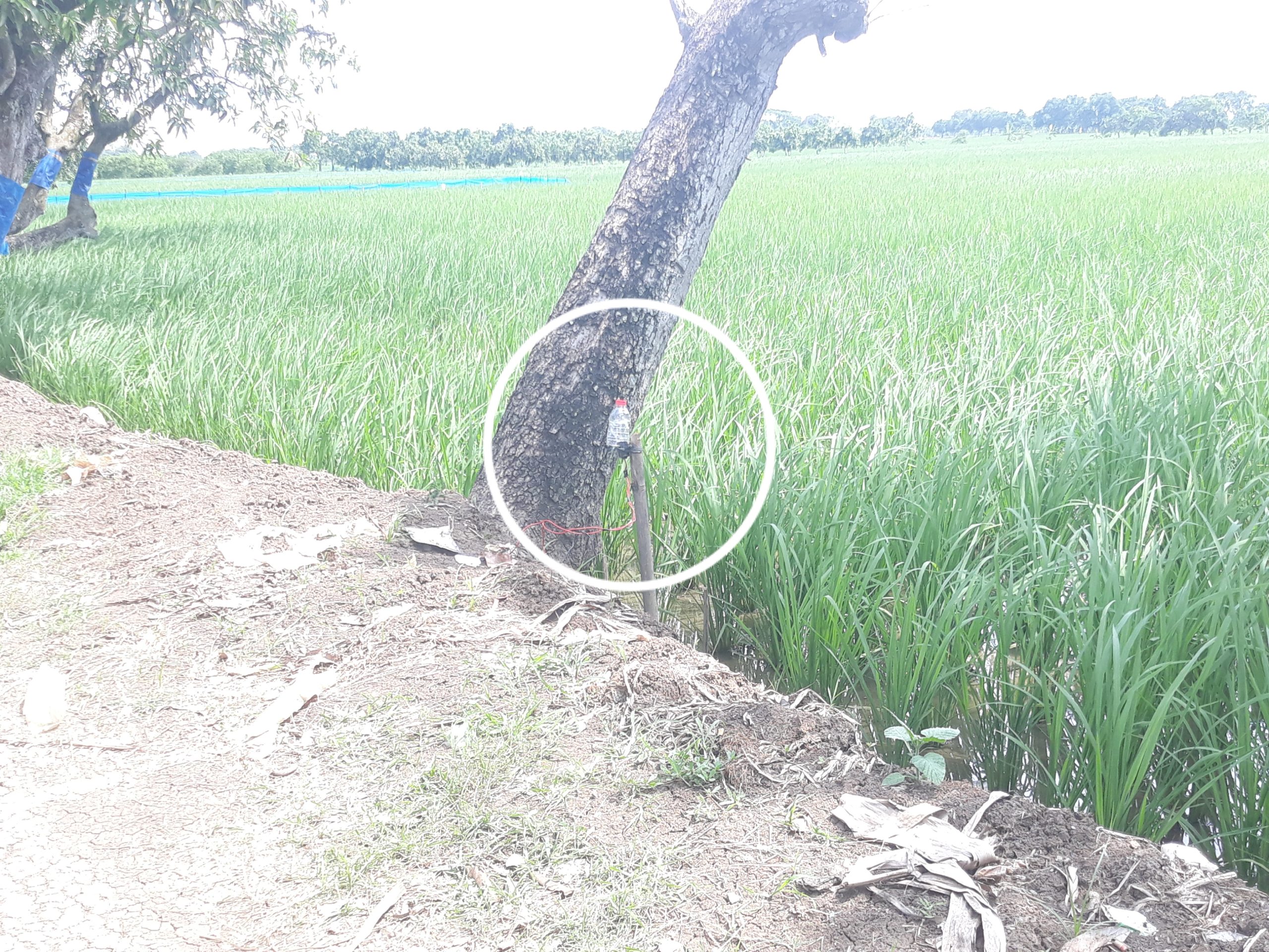 Petani Desa Sambimaya Indramayu, Pasang Jebakan Listrik untuk Tikus: Efektif tapi Berisiko