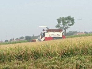 Petani di Kecamatan Sindang Tolak Kehadiran Mesin Padi Comben, Ini Alasanya