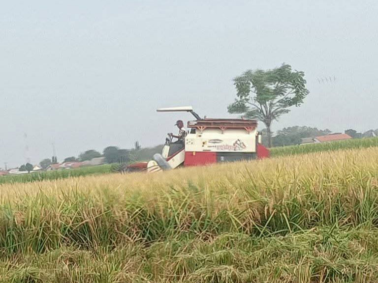 Petani di Kecamatan Sindang Tolak Kehadiran Mesin Padi Comben, Ini Alasanya