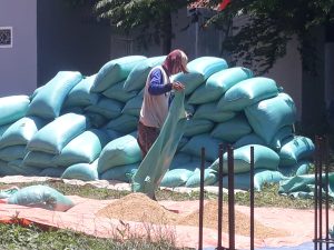 Panen Raya Kabupaten Indramayu Harga Gabah Masih di Angka 6.500