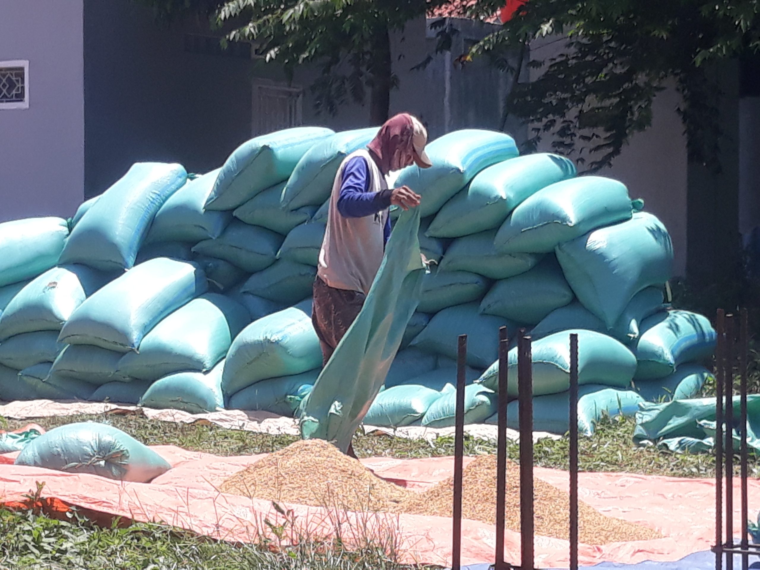 Harga jual Gabah kering di kisaran harga Rp. 6.500 sudah membuat petani kabupaten Indramayu sudah memberikan keuntungan