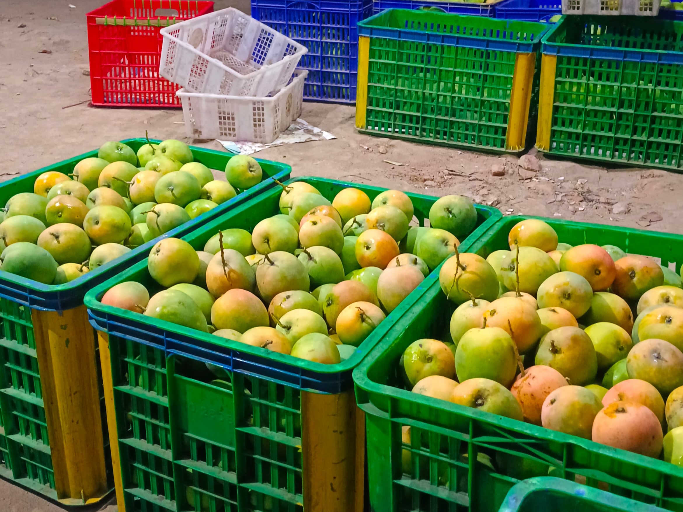 Mangga Gedong Gincu Resmi Jadi Mangga Khas Kabupaten Indramayu