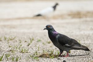 Ternak Burung Merpati untuk Pemula dari Hobi Sampai Punya Mobil Merci
