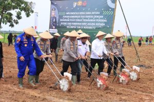Perkuat Ketahanan Pangan Nasional, Polri Pimpin Tanam Jagung Kabupaten Indramayu