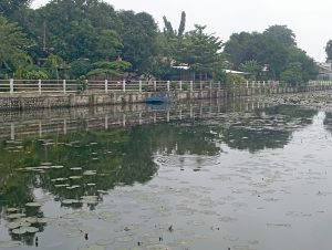 Sungai Cimanuk Menghijau dipenuhi Gulma, Kinerja DLH Indramayu Jadi Sorotan