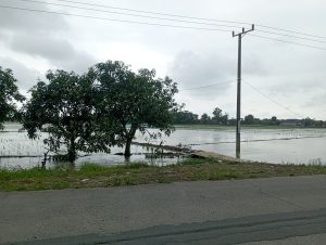 ​Puluhan Hektare Sawah di Telagasari Indramayu Terendam Luapan Sungai