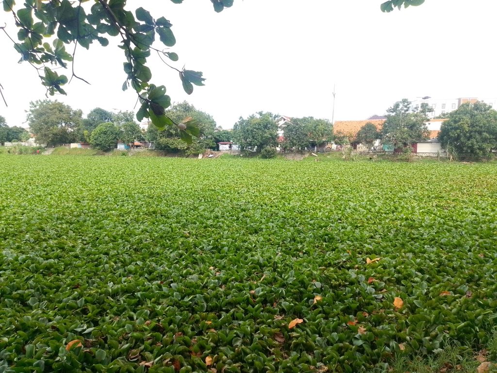 Selama puluhan tahun, eceng gondok (Eichhornia crassipes) kerap dicap sebagai musuh utama perairan. Pertumbuhannya