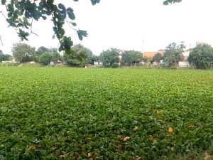 Transformasi Eceng Gondok di Tengah Krisis Ekosistem